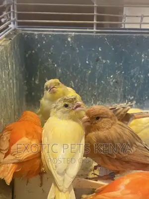 Canaries Mixed Colors