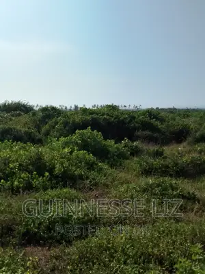 Bofa, 1/4 Acre Plots