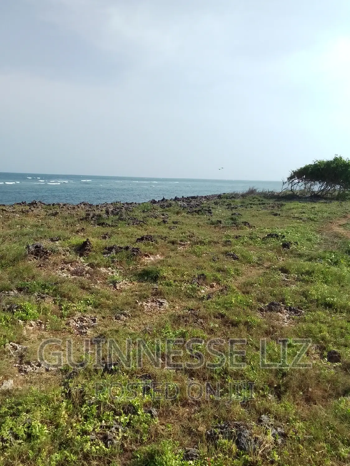 Bofa, 1/4 Acre Plots