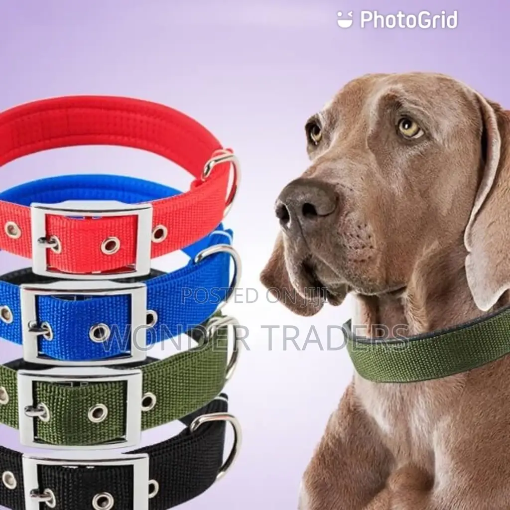 Dog Collar- Adjustable Dog Collar, With Foam Padding