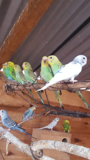 Budgies Mixed Colors