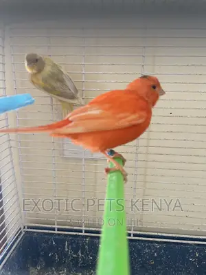 Red Factor Canary
