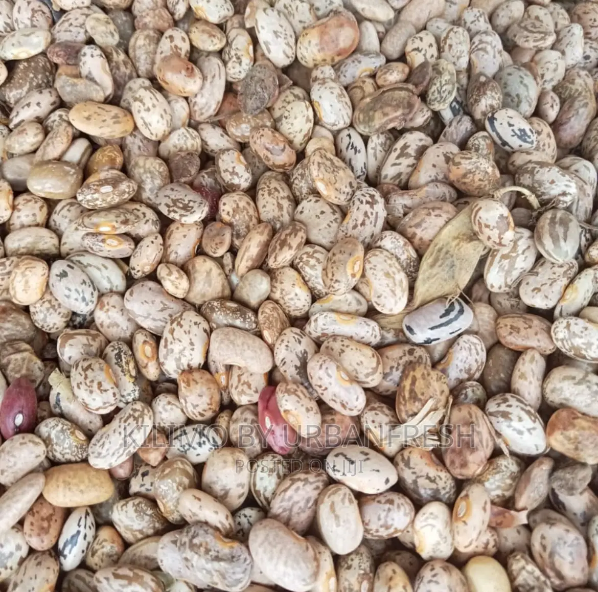 Rose Coco Beans Seeds. Moq 20kgs