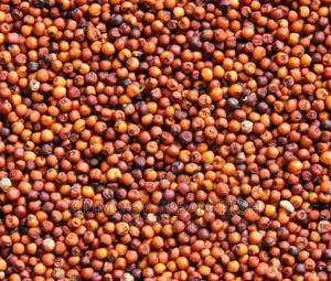 Finger Millet (Wimbi) Seeds Moq 20.