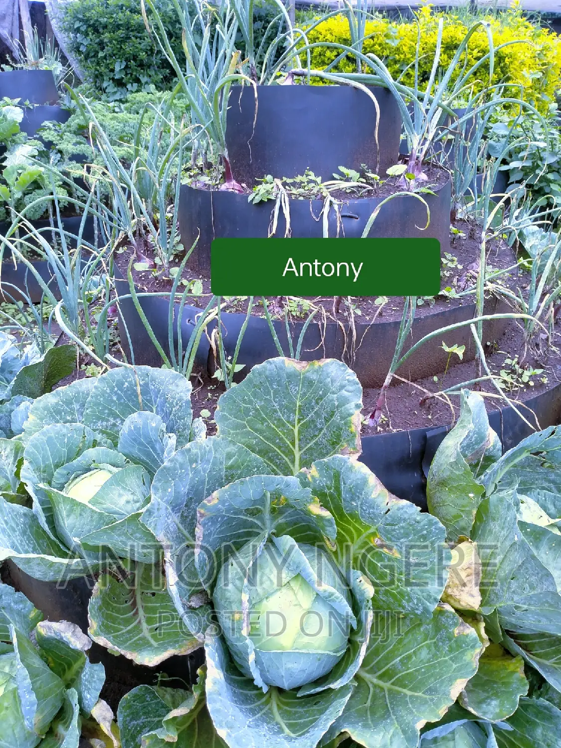 Multi Storey Garden