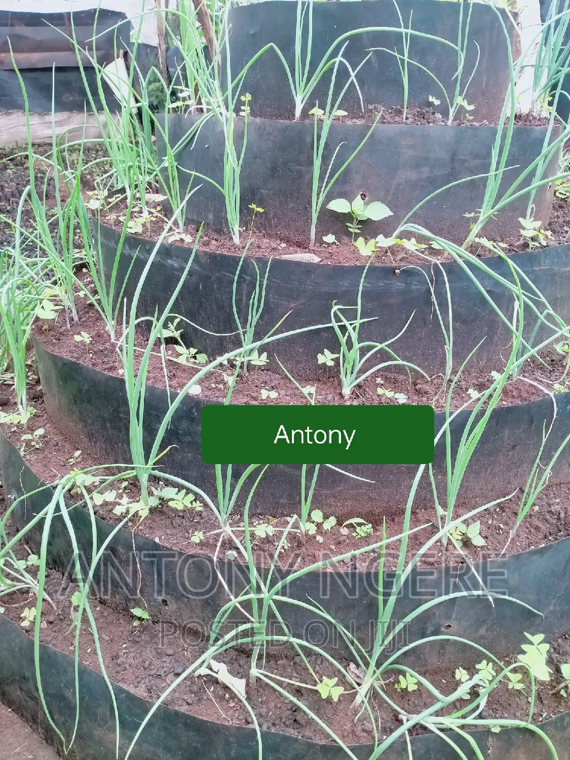 Multi Storey Garden