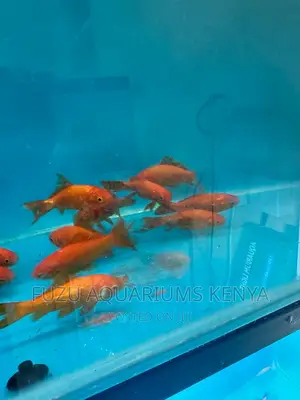 Smart Goldfish, 4 Inch Sized