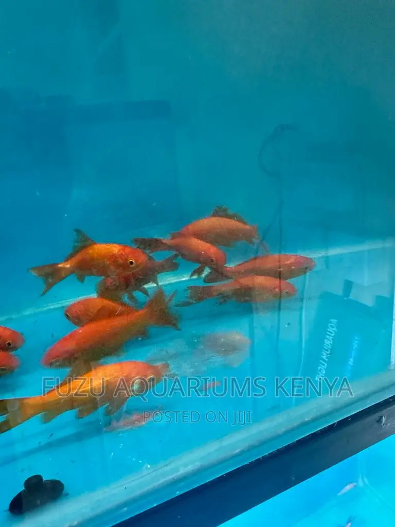 Smart Goldfish, 4 Inch Sized