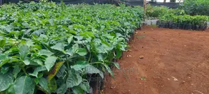 Coffee, Grafted Ruiru 11