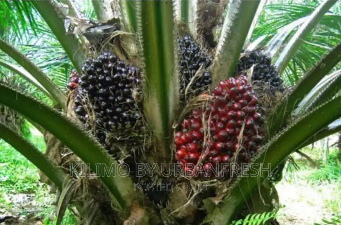 Palm Nut Tree Seedlings