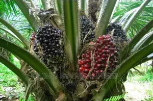 Palm Nut Tree Seedlings