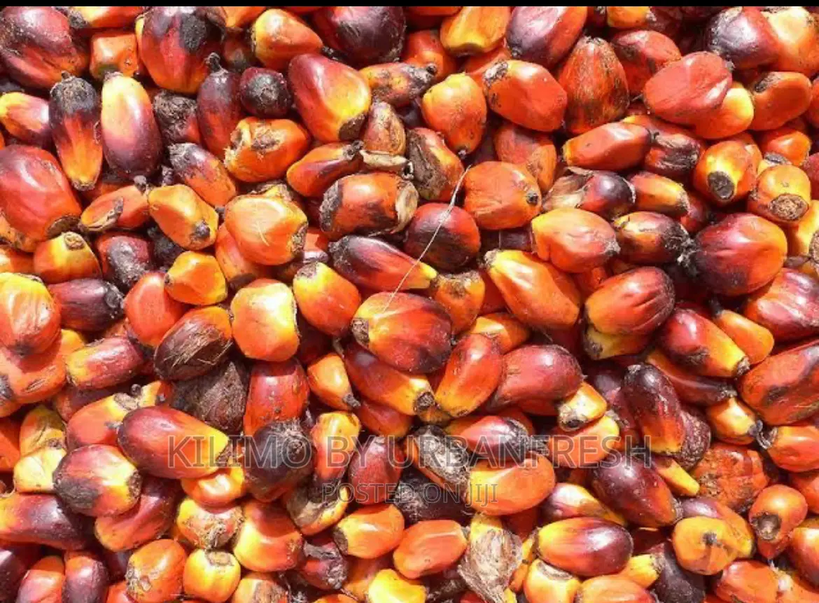 Palm Nut Tree Seedlings