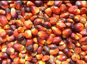 Palm Nut Tree Seedlings