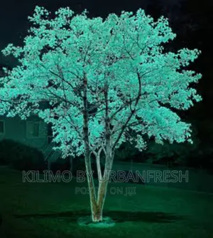 Glow in the Dark Eucalyptus Tree Seedlings.