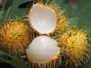 Yellow Rambutan Fruit Seedlings.