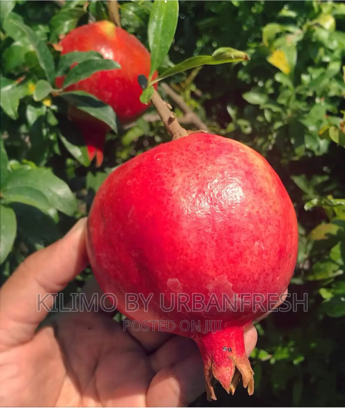 Indian Baghwa Pomegranate Seedlings.