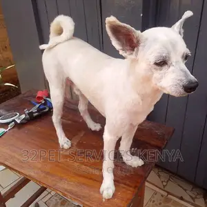 Professional Pet Grooming Services