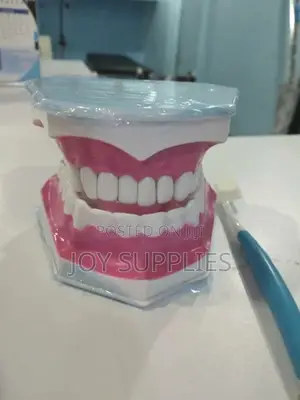 Dental Model