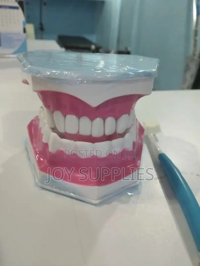 Dental Model
