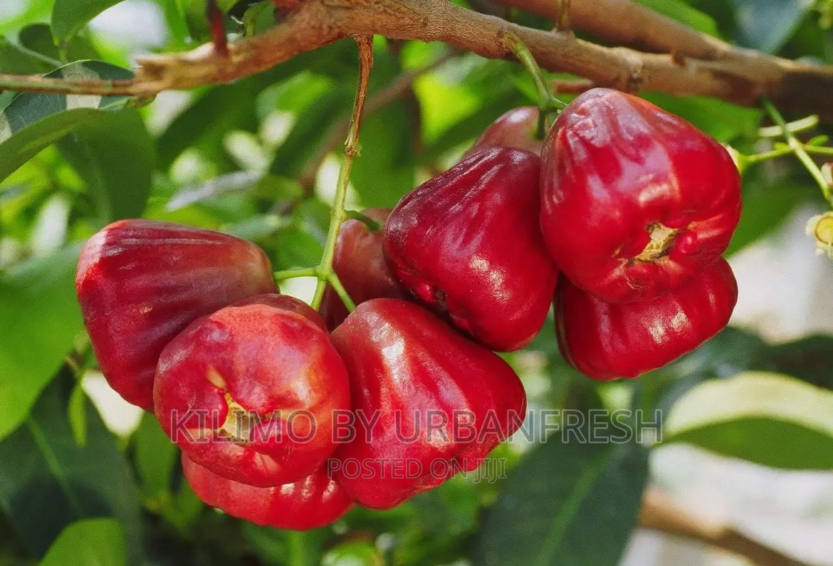 Malay Apple Fruit Seedling