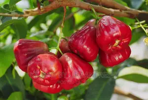 Malay Apple Fruit Seedling