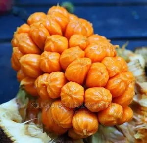 Yellow Dwarf Jackfruit Seedling Moq 5