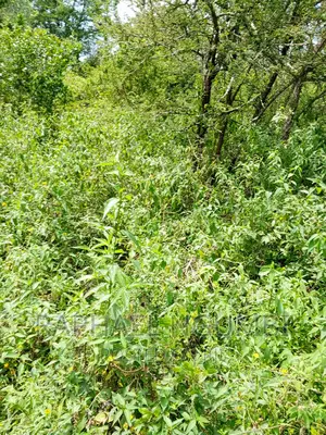 5 Acres Masii