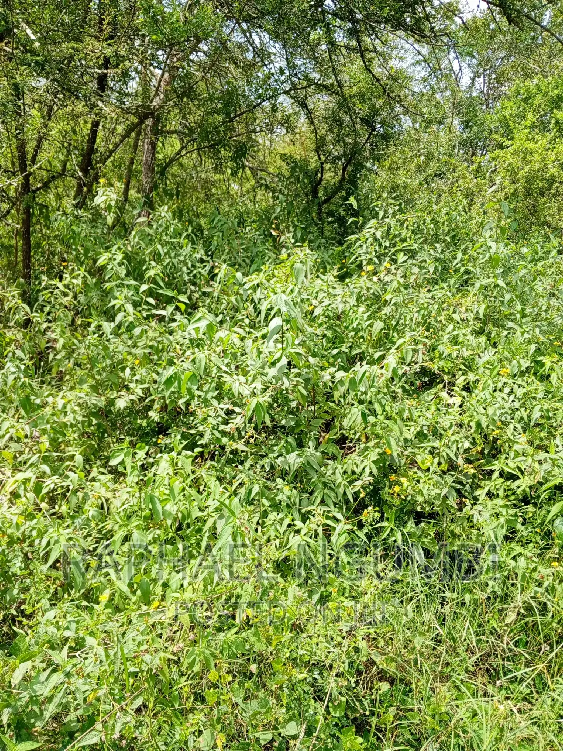 5 Acres Masii