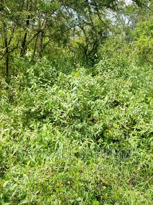 5 Acres Masii