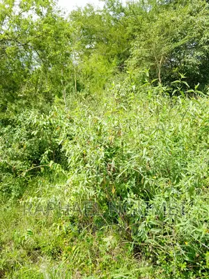 Eleven (11) Acres at Masii After Masii Girls.