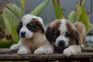 1-3 months Female Purebred Saint Bernard
