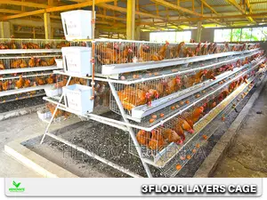 Atype 3tiers Cages Available Capacity of 96birds.New