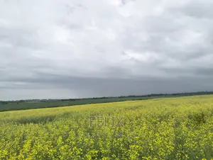 Chaka/Narumoru Kwa Jayee 6 Acres