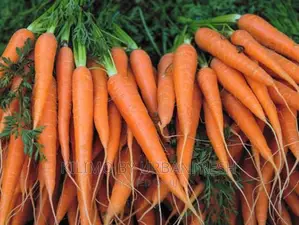 Carrot Nantes Planting Seeds.