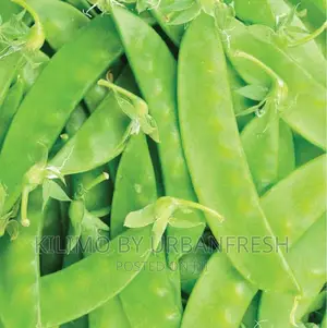 Snowpeas Planting Seeds