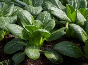 Pakchoi Planting Seeds