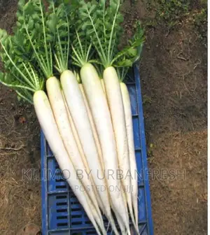 White Long Radish Planting Seeds
