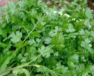 Coriander ( Dhania ) Planting Seeds