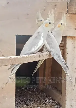 Cinnamon Cockatiels