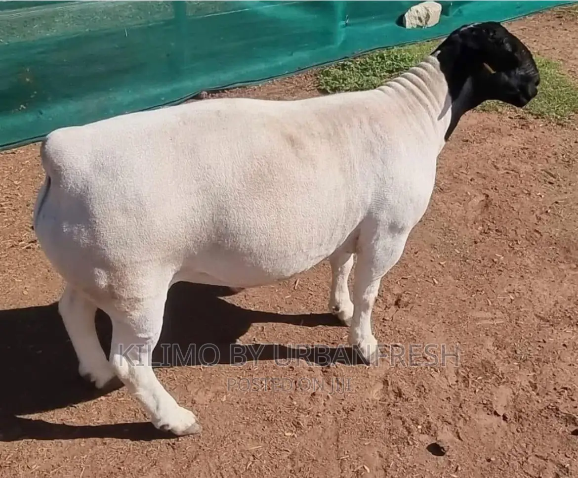 Dorper Sheep Available Lambs ,Ewes Rams