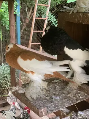 Reversewing Pouters