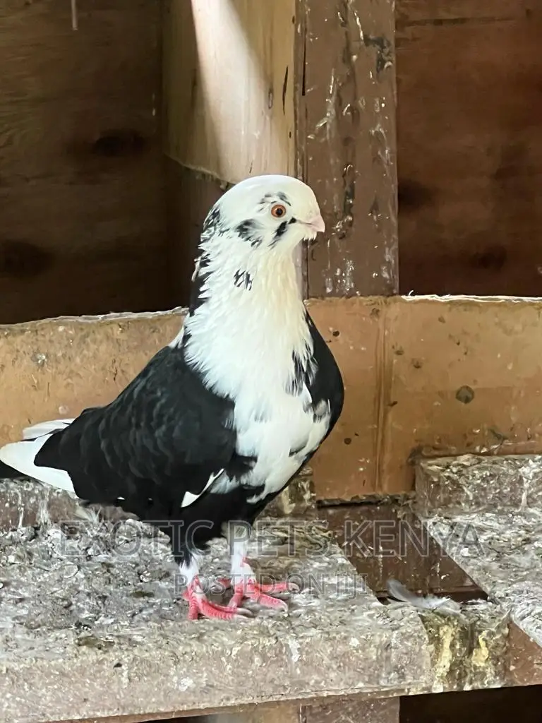 Shortbeak Pigeons