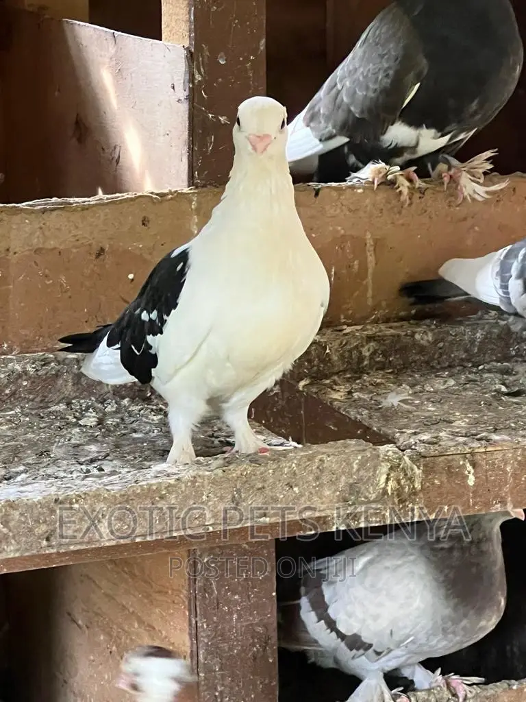 Shortbeak Pigeons
