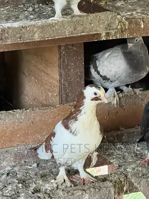 Shortbeak Pigeons