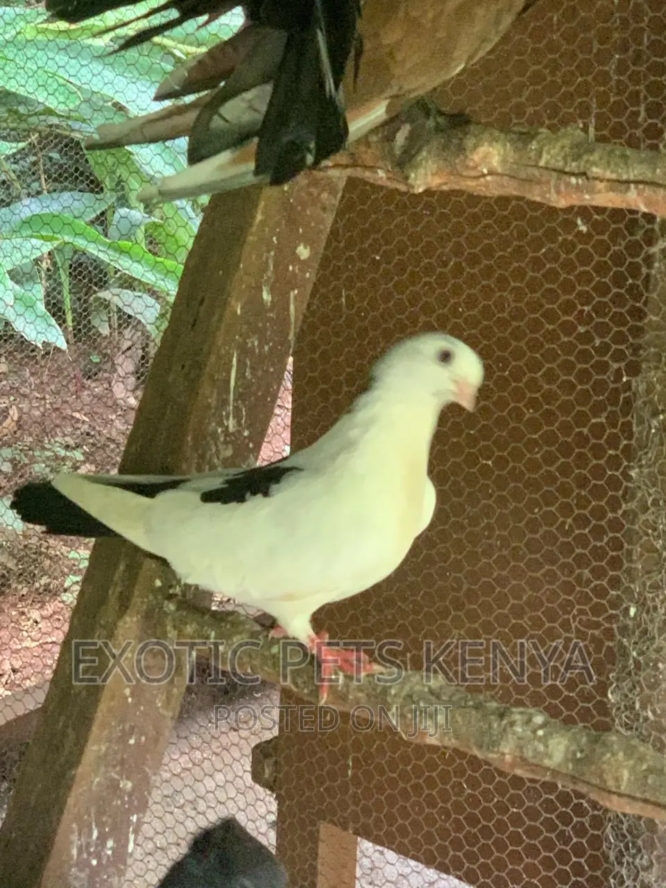Shortbeak Pigeons
