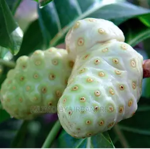 Noni Fruit Seedlings
