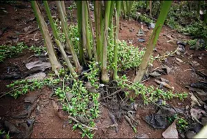 Cardamon Seedlings.
