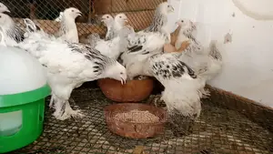 Brahma 3 Months Old