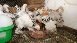 Brahma 3 Months Old