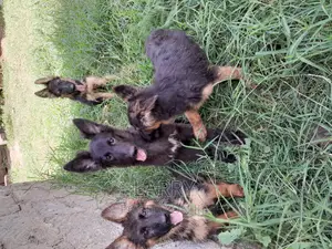 1-3 months Female Purebred German Shepherd